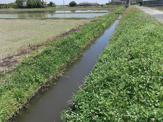 農業用水路の様子